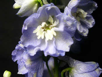 Lavender Delphinium - Hybrid