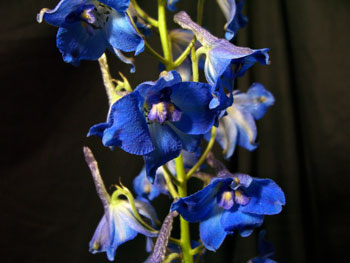 Volkerfreiden Delphinium