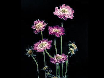 Pincushion Lavender Dipsacaceae