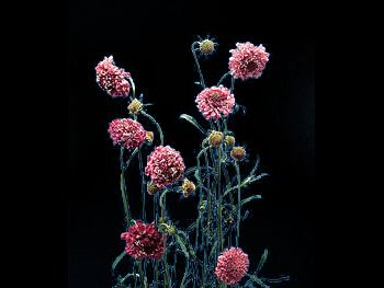 Pincushion Red Dipsacaceae