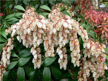 Japanese andromeda Ericaceae