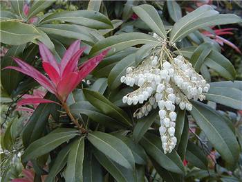 Wakehurst Ericaceae