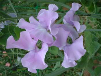 Lavender Fabaceae
