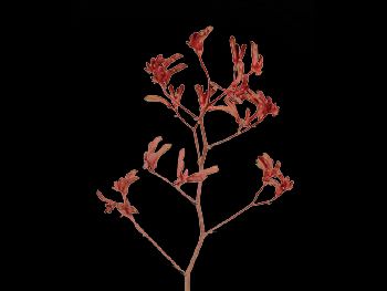 Mini Red HFC Haemodoraceae