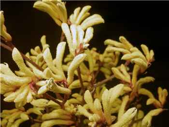 Yellow Haemodoraceae
