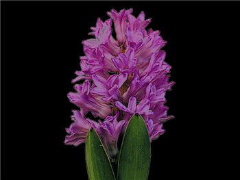 Anna Liza Hyacinthaceae