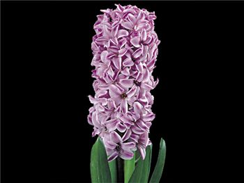 Splendid Cornelia Hyacinthaceae