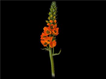 Dubium Orange Hyacinthaceae