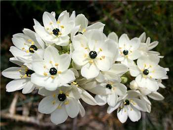 Star of Bethlehem Hyacinthaceae