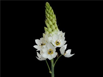 White Hyacinthaceae