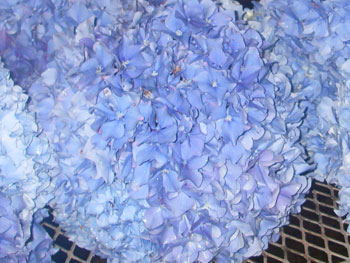 Extra Large Blue Hydrangea