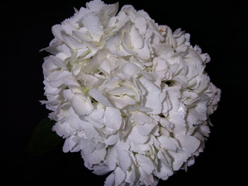 Large White Hydrangea