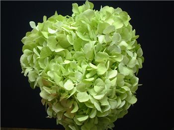 Antique Light Green Hydrangeaceae