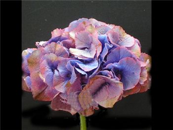 Antique Purple (NZ) Hydrangeaceae