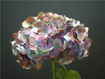 Antique Purple Hydrangeaceae