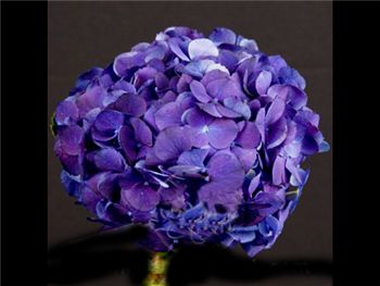Dark Purple Hydrangeaceae