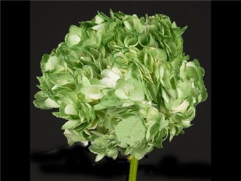 Green Dyed Hydrangeaceae