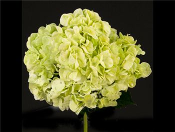 Green Lemon Hydrangeaceae