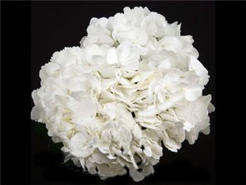 Jumbo White Hydrangeaceae