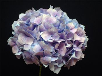 Lavender Hydrangeaceae