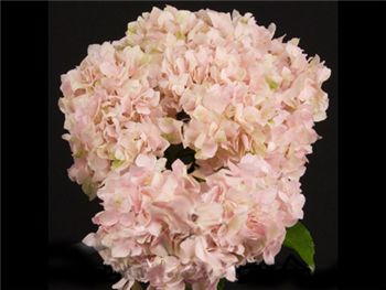 Light Pink Hydrangeaceae