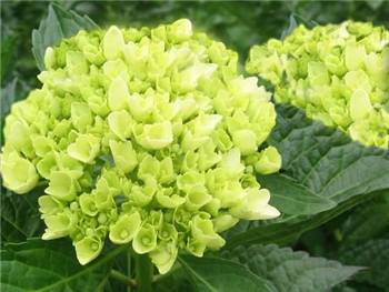 Mini Green Hydrangeaceae