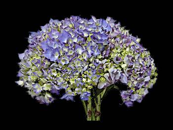 Neon Blue - Green Hydrangeaceae