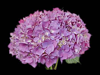 Neon Lavender - Green Hydrangeaceae