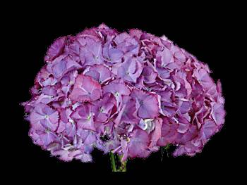 Neon Purple - Green Hydrangeaceae