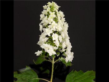 Oakleaf Snowflake Hydrangeaceae