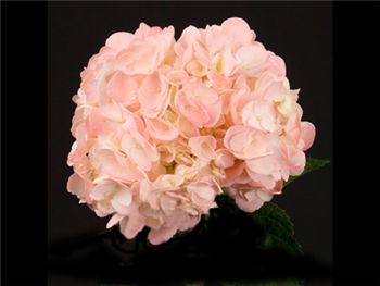Pink Dyed Hydrangeaceae