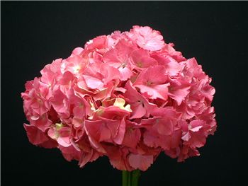 Pink Hydrangeaceae