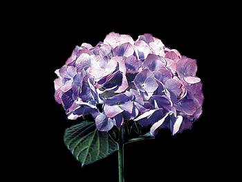 Purple Hydrangeaceae