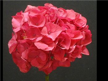 Red Hydrangeaceae