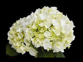 Regula Hydrangeaceae