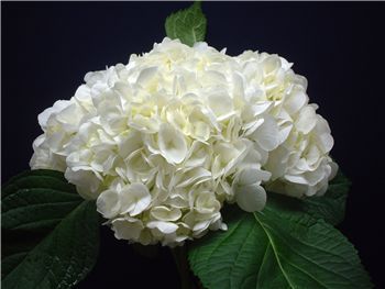 White Hydrangeaceae