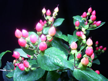 Melon Hypericum