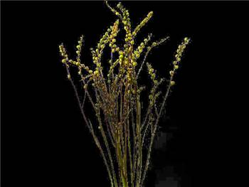 Crocosmia Pods Iridaceae