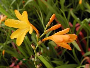 George Davidson Iridaceae