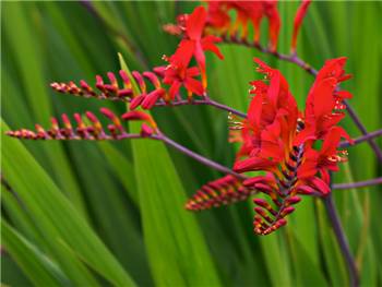 Lucifer Iridaceae