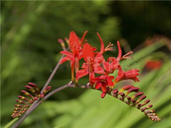 Montbretia Red Iridaceae