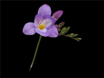 Blue Nile Iridaceae