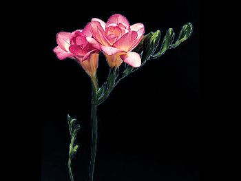 Pink Iridaceae