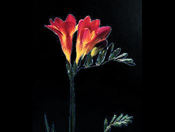Red Iridaceae