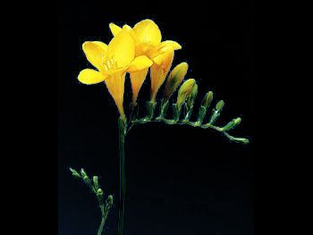 Yellow Iridaceae