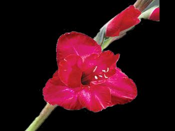 Cranberry Iridaceae