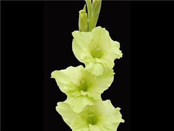 Green St Patrick Iridaceae