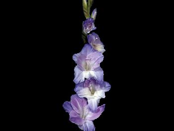 Lavender Iridaceae
