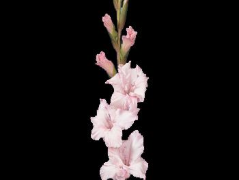 Lite Pink Iridaceae