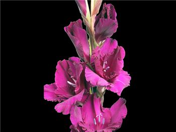 New Passion Purple Iridaceae